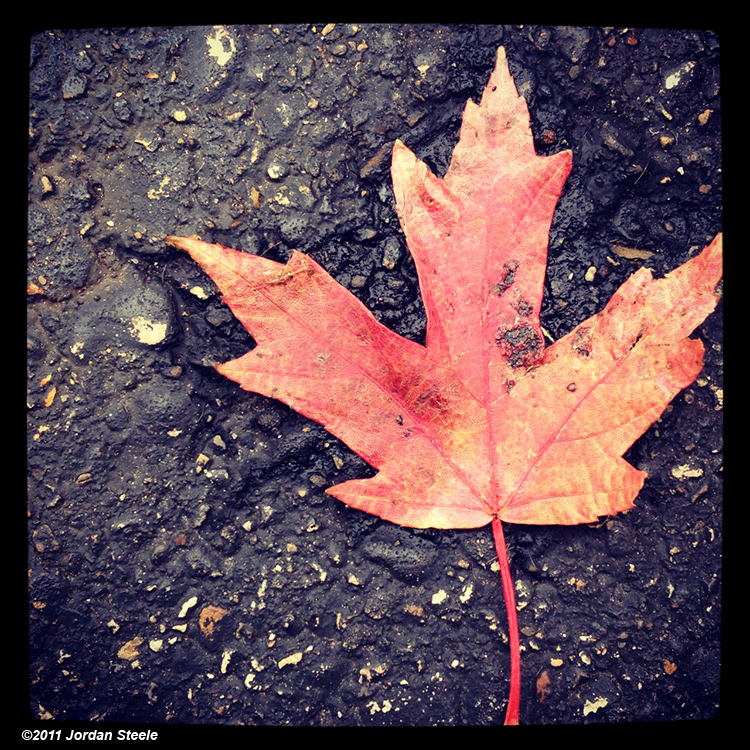 leaf_instagram.jpg