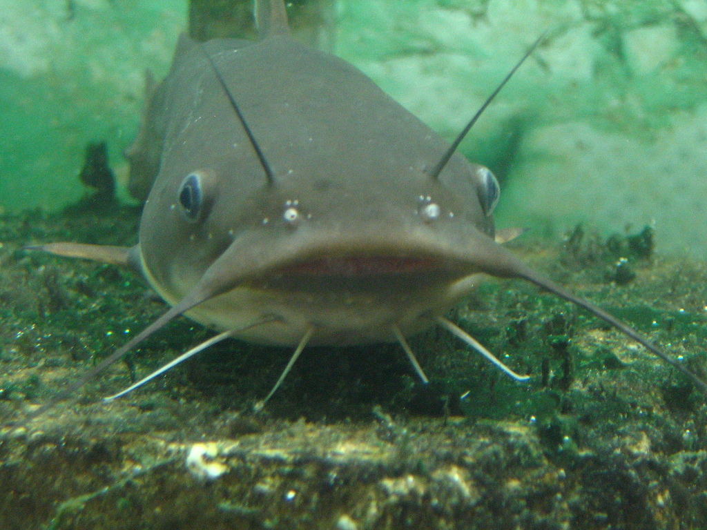 catfish.jpg